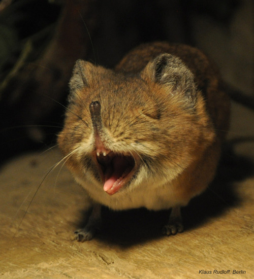 end0skeletal:Round-eared elephant shrew