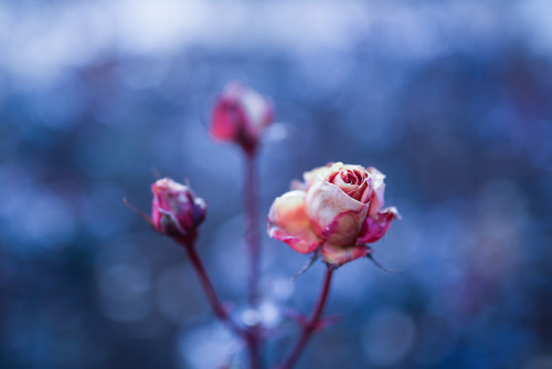 bluenote7:Winter roses