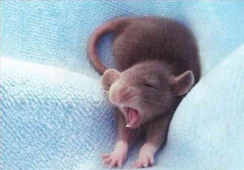 cute-n-adorable:Sleepy ❤️You yawned.