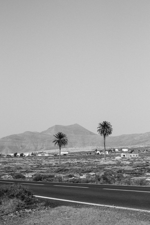 markkucler:Palm trees, Fuerteventura