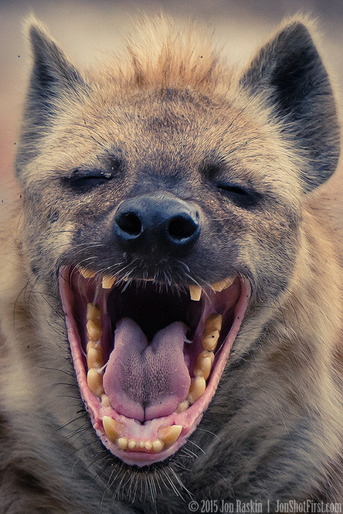 yawning hyena | Tumblr