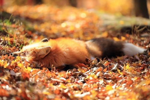 sixpenceee:Sleepy fox in the autumn sun. Photo by Wataken17.