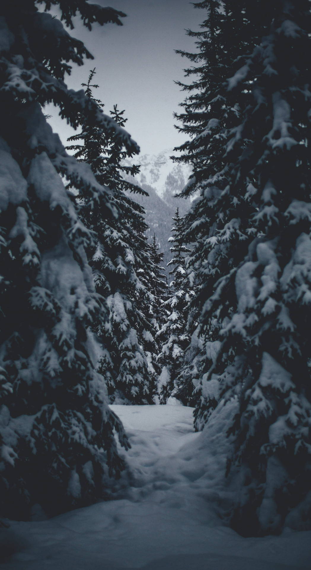 Featured image of post Snowy Forest Wallpaper Phone Or right click on wallpapers and select the option set as background