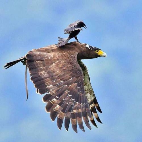 angel-kiyoss:small bird riding on a Eagle back !