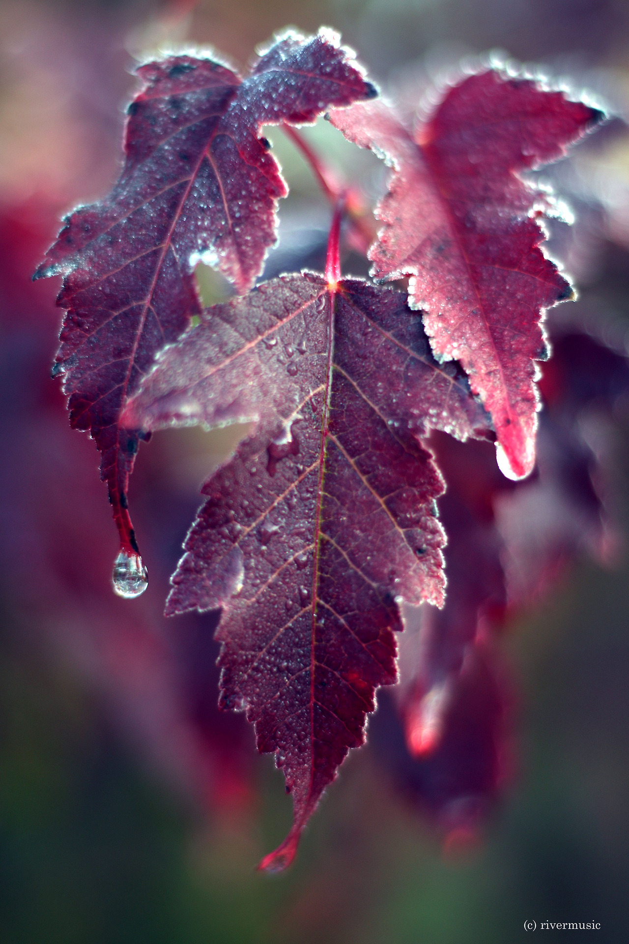RiverWind-Photography — Freeze and Thaw - Amur Maple leaves, early ...
