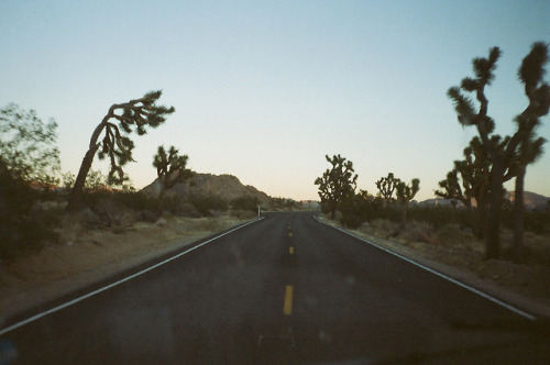 solitudeseeking:Entering the park at dusk