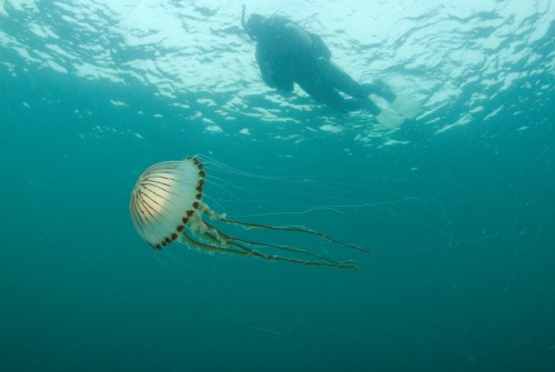 Compass Jellyfish (Chrysaora hysoscella)