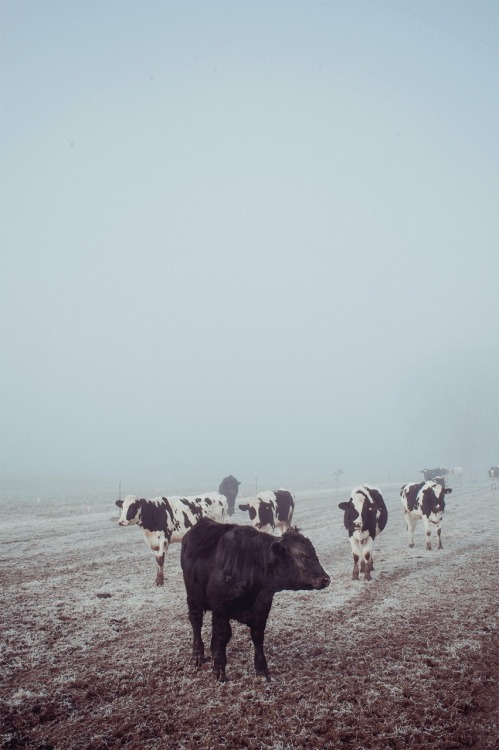 lensblr imiging original photographers photographers on tumblr foggy morning foggy day fog cows moo