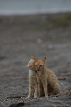 @オシャシン