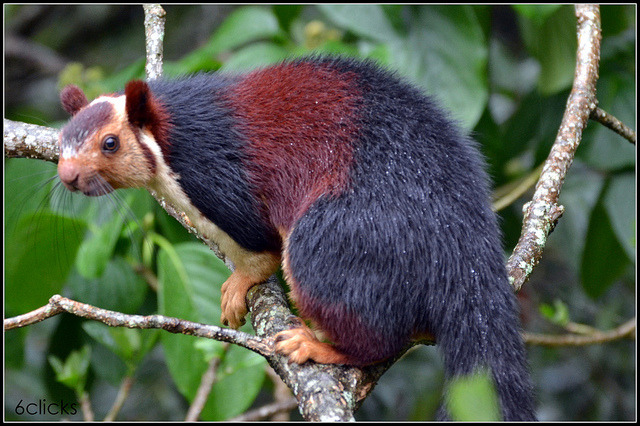 Nature and more: Indian giant squirrel (Malabar giant squirrel)