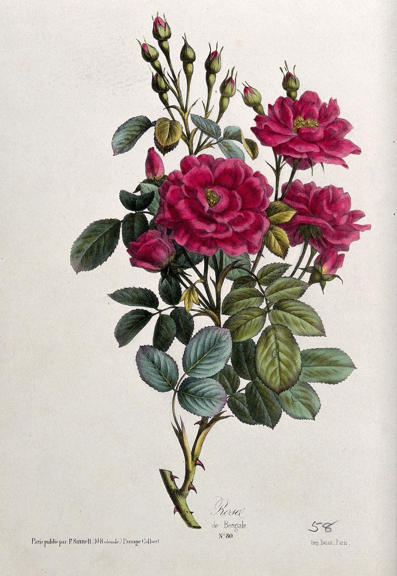 heaveninawildflower:
â€œ A flowering rose ( Rose de Bengale).
Lithograph (French, circa 1850) with watercolour. F. Sinnett (Paris).
Image and text information courtesy Wellcome Collection.
Creative Commons Attribution (CC BY 4.0) terms and conditions...