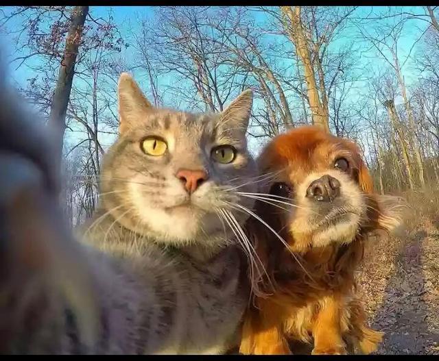 Kedilerin iç sesi — Kankimle selfie 😉