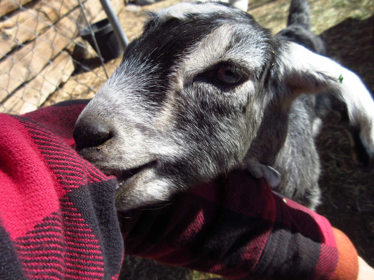 look at my goats! — why do goats always try to eat clothes? Galloping...