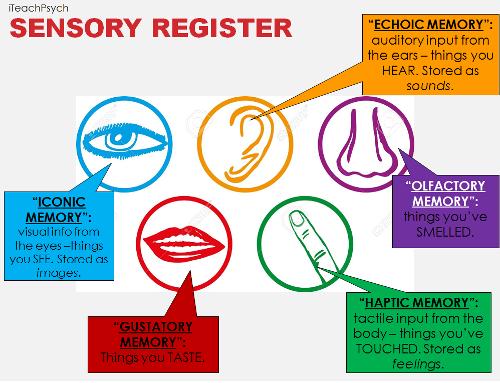 sensory memory