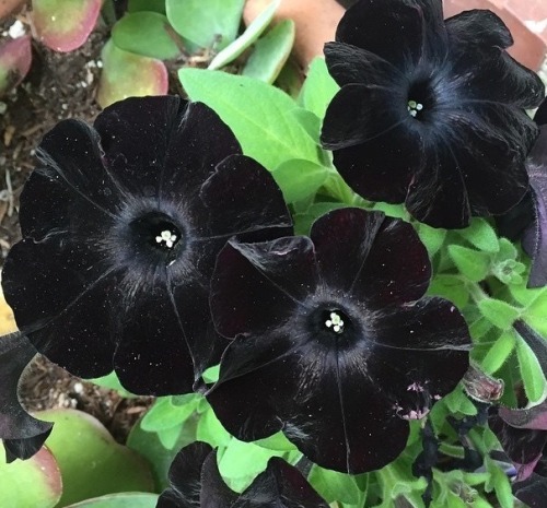 black flowers on Tumblr