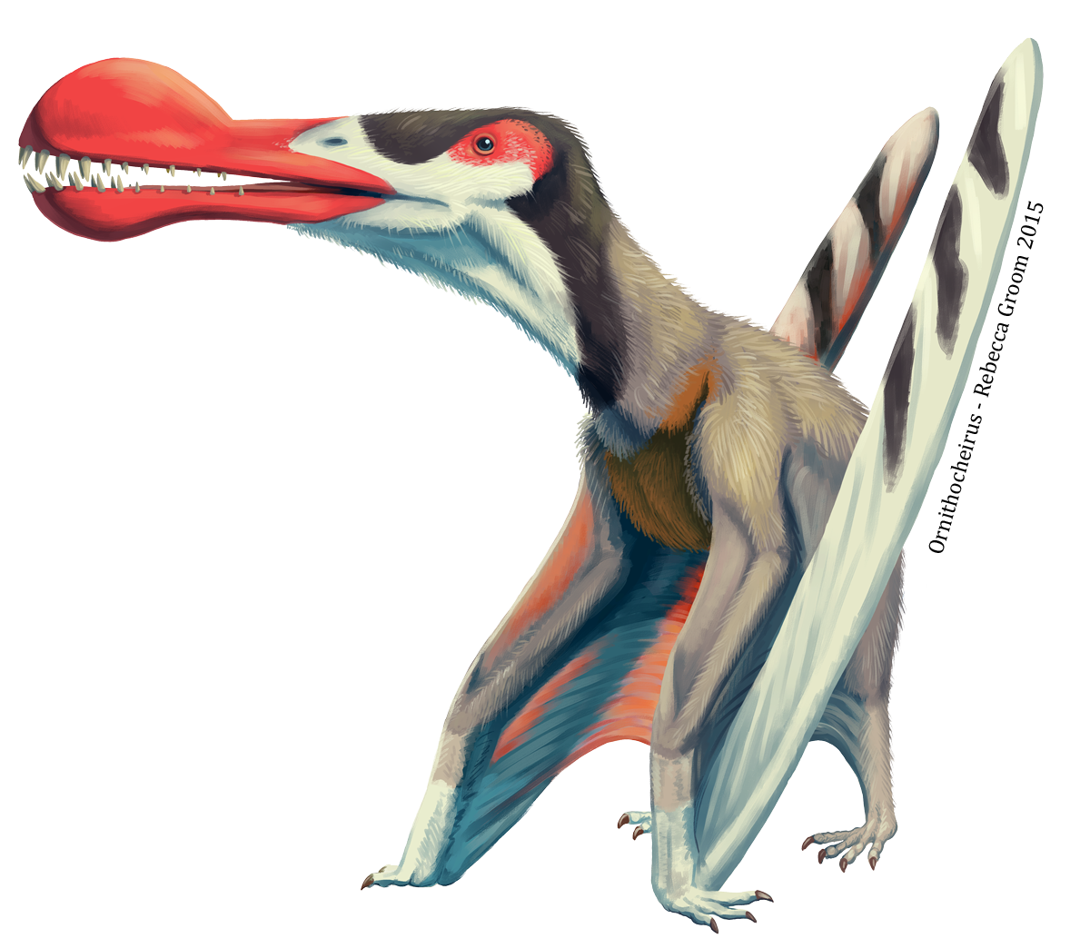 pterosaur head