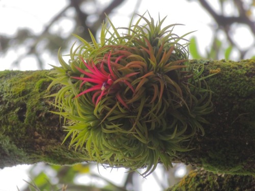 More tillandsias in Cuernavaca, Mexico this morning, 2017.5.27