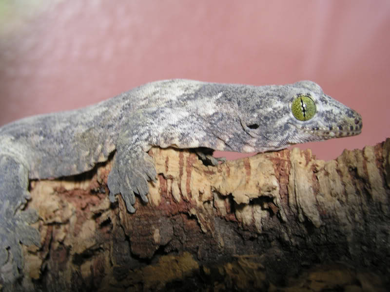 Reptile World, Halmahera Gecko Gehyra marginata Halmahera giant...