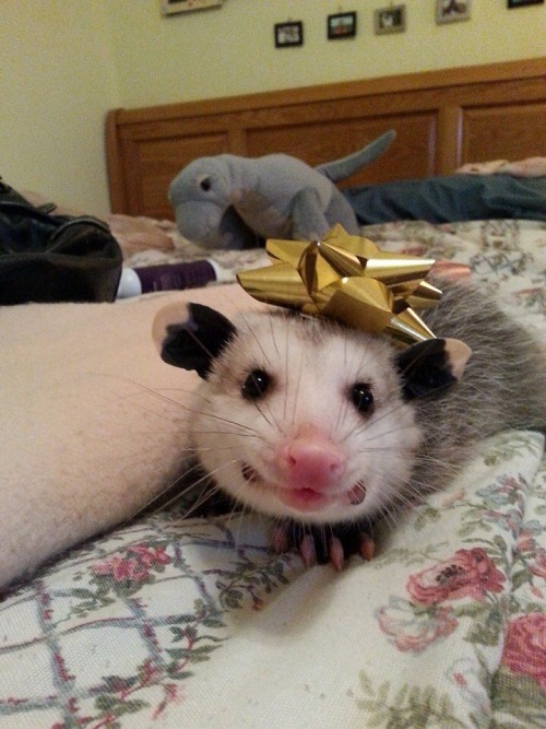 opossummypossum:a gift.