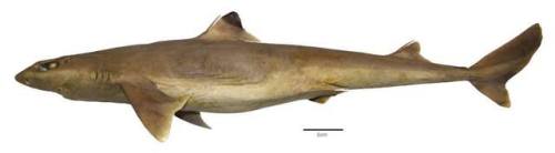 todropscience:Meet the gulf dogfish (Squalus clarkae), a new...