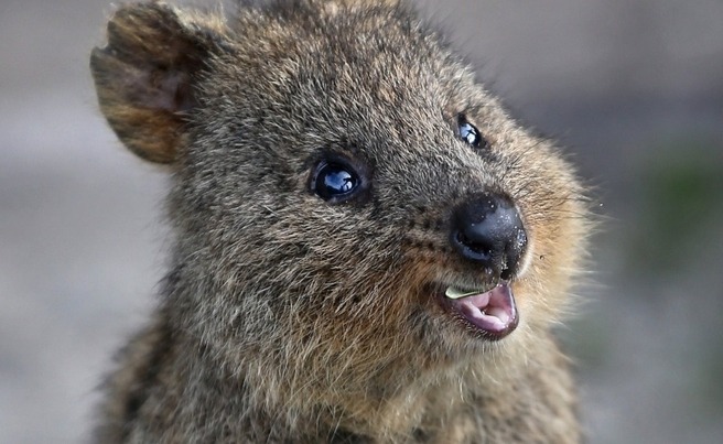 Quokka On Tumblr