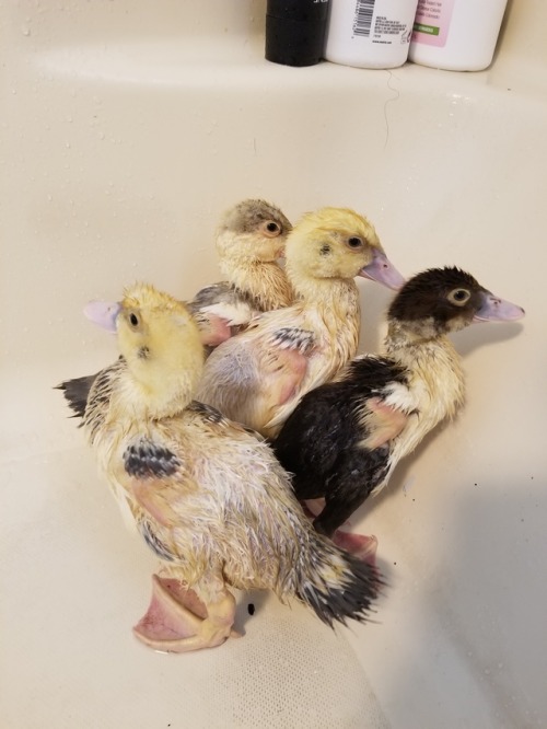 beakybirds:I was watching a friend’s ducklings, so she could...