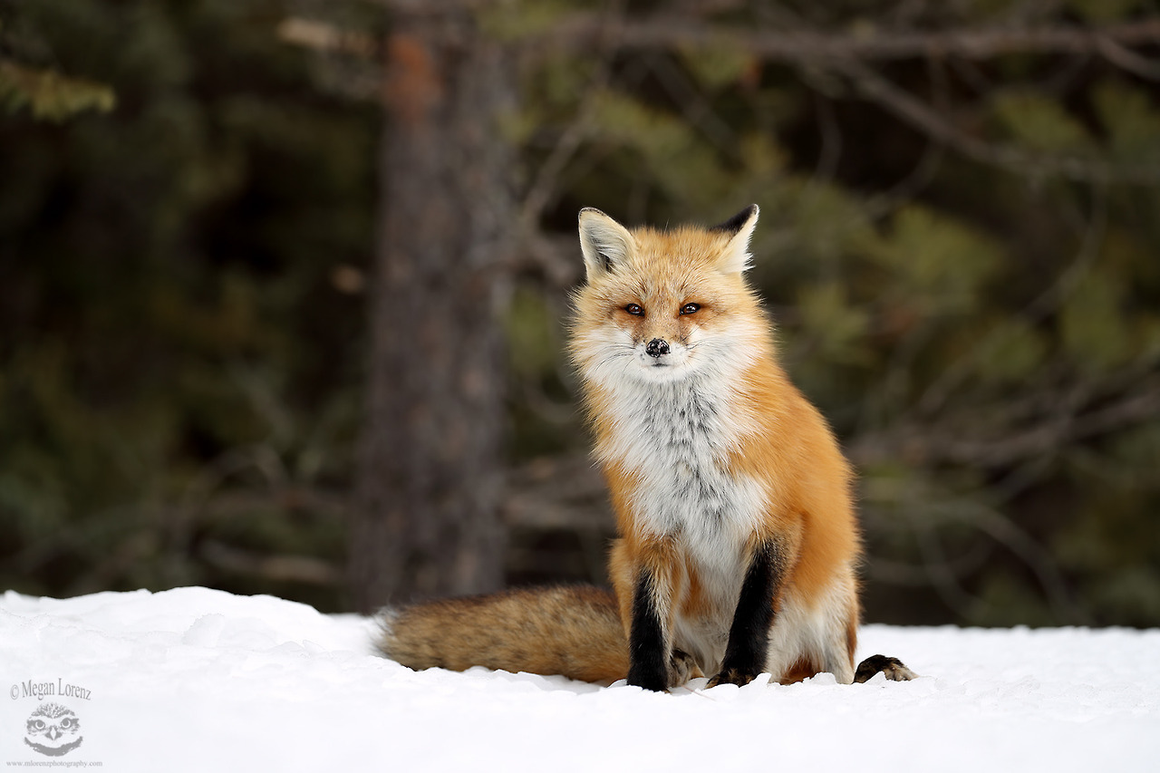 Red Fox опушка ester