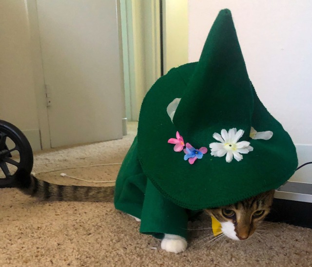 snufkin the cat, wearing a costume of snufkin from moomins. he sits staring at the camera wearing a green hat and jacket and a yellow scarf
