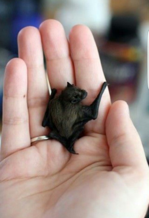 cosmickiwii:jadesandslash:I absolutely love tiny bats and you should tooJust look at...