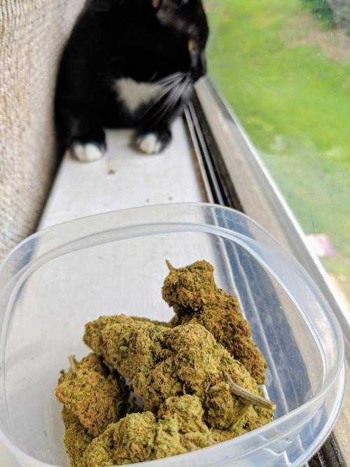 Heres A Bunch Of Instagram Pictures Of Cats Smoking Weed