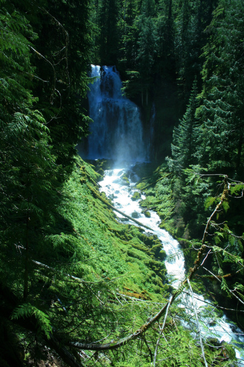 Faery Forest