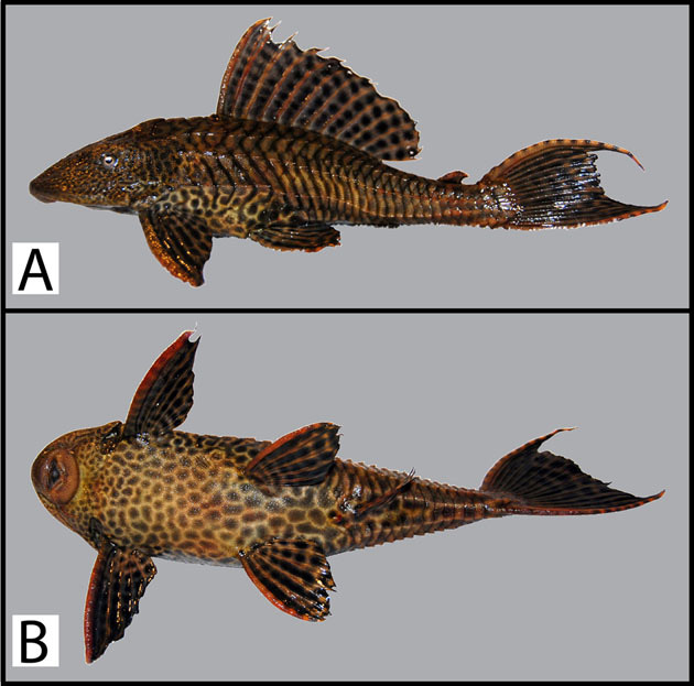 Biological Marginalia — Scenes From The Armored Suckermouth Catfish...