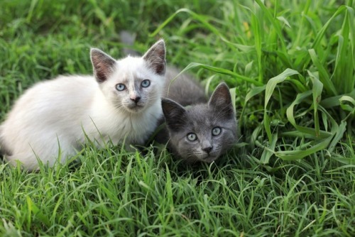 acuppasunshine:Here are some baby pictures of my cats because...