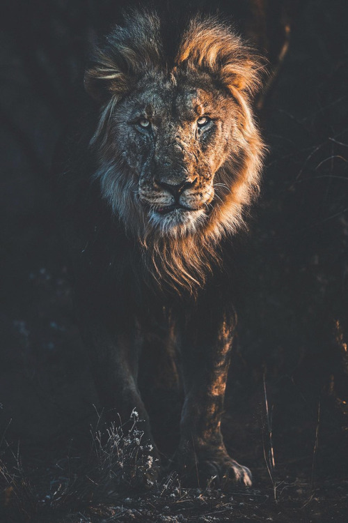 lsleofskye:Erindi Private Game Reserve | donalboyd