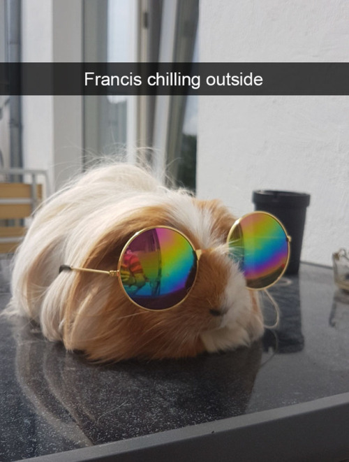 animalsnaps:Animal snaps