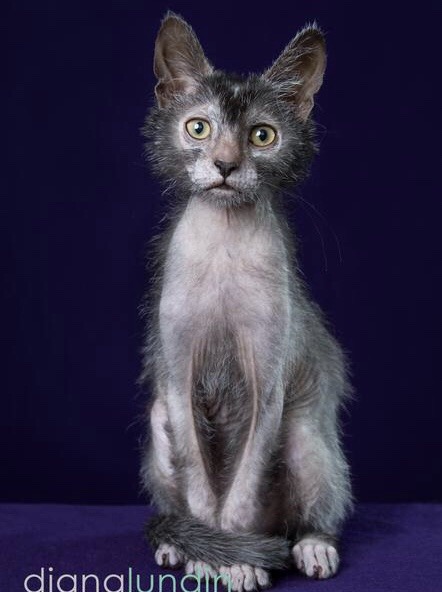 48 Top Images Lykoi Cat For Sale Kentucky : Lykoi Cats Kittens, Nadacatz, Devon Rex, Lykoi, cats for ...