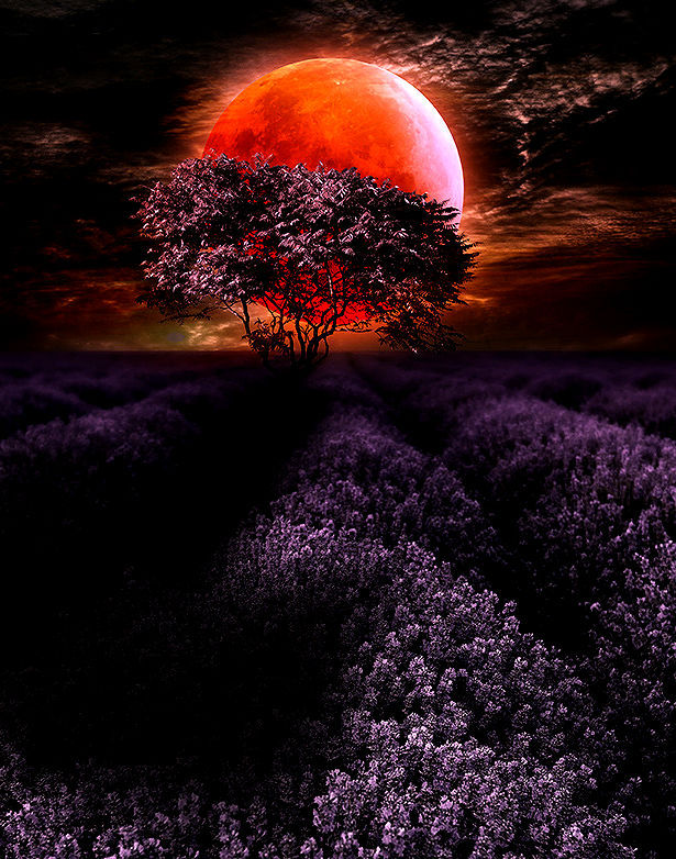 lori-rocks:
“ Lavender~X~moon…..by Carlos Santero
”
