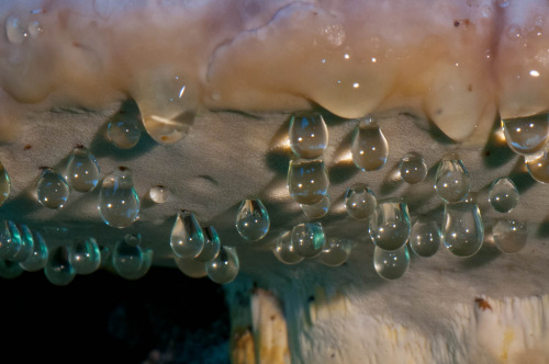 asapscience:The underside of a “weeping” fungus cap.Some...