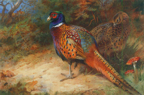 emerald-of-the-eight:Ring-necked pheasant paintings by Archibald...