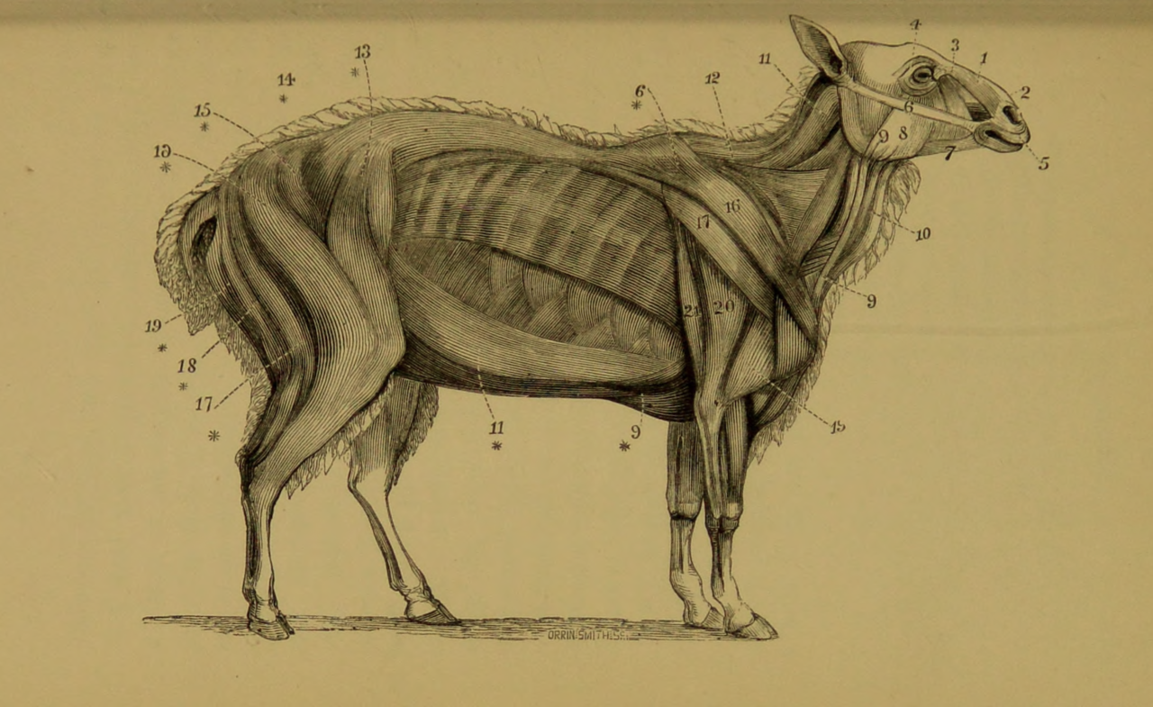 nemfrog - Sheep muscles. The artistic anatomy of cattle and...