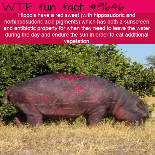 Fact Of The Day-Wednesday March 27th 2019 Tumblr_pp0ukxTZLT1roqv59o1_500
