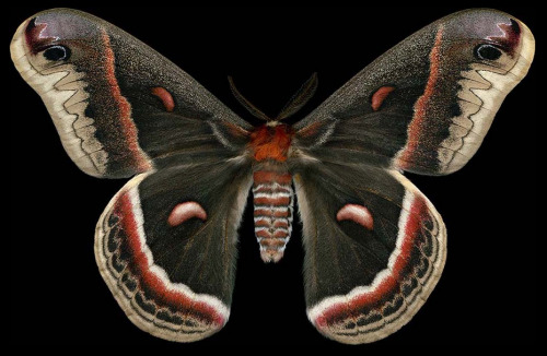 ex0skeletal:Winged Tapestries: Moths at Large, a special...