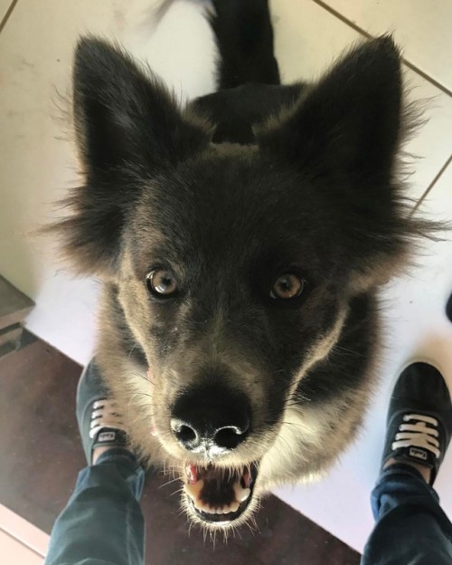 Srd Wolf Srd Wolf