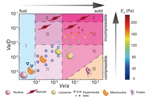 currentsinbiology:How cytoplasm “feels” to a cell’s...