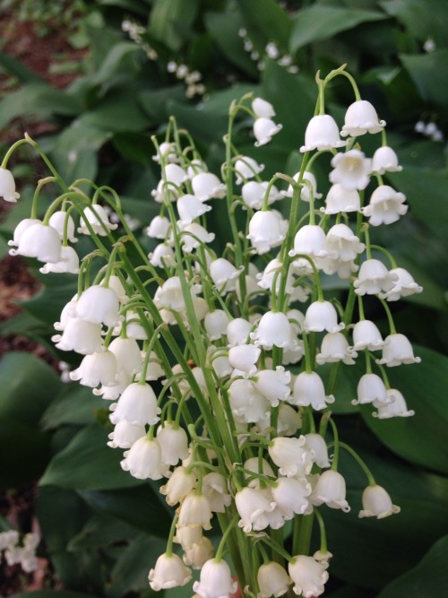 visivice:yesss my lilies-of-the-valley are in full bloom