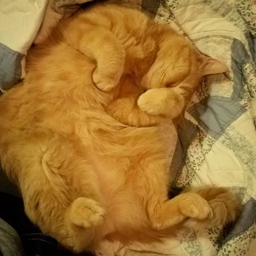 May we all sleep so soundly.#jackolantern #tabby #tabbycat...