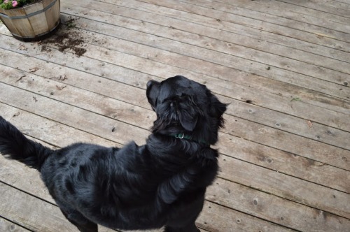 dogs begging for food  Tumblr