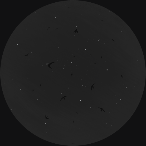 clara-scintilla