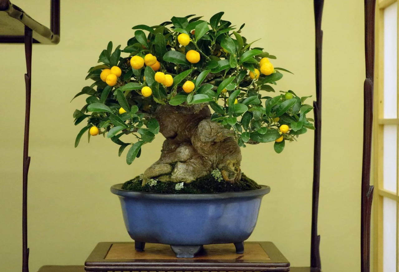 Top Bonsai Kumquat Tree of the decade Don t miss out 