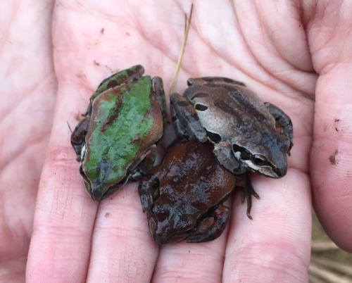 ultra-frog:zacharycava:3 flavors of ornate chorus frogs...